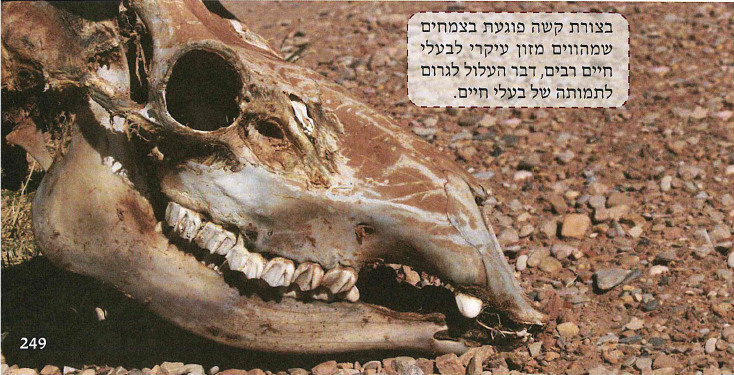 (בספר תמונה:) בצורת קשה פוגעת בצמחים שמהווים מזון עיקרי לבעלי חיים רבים, דבר העלול לגרום לתמותה של בעלי חיים.